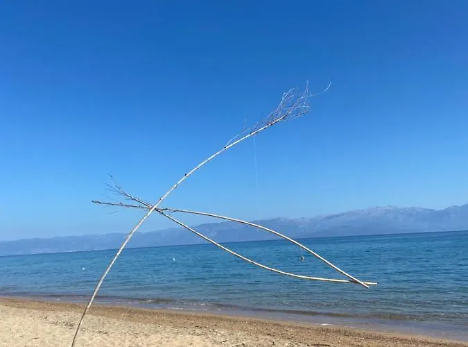 Delfini Chranoi