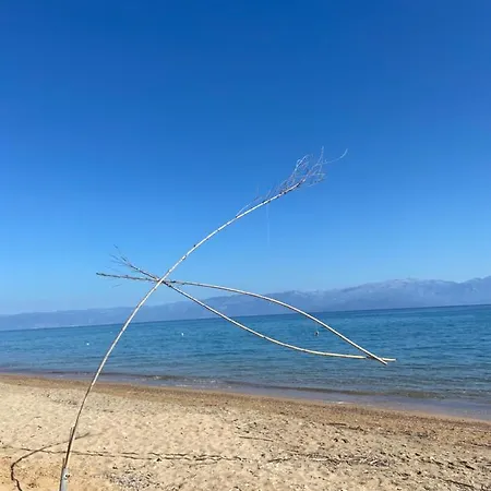 Delfini 크라니